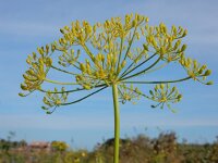 Anethum graveolens 14, Dille, Saxifraga-Ed Stikvoort : dille Sint-Laurens 2e x