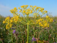 Anethum graveolens 15, Dille, Saxifraga-Ed Stikvoort : dille Sint-Laurens 2e x