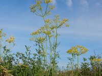 Anethum graveolens 16, Dille, Saxifraga-Ed Stikvoort : dille Sint-Laurens 2e x