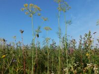 Anethum graveolens 17, Dille, Saxifraga-Ed Stikvoort : dille Sint-Laurens 2e x