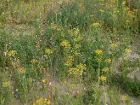 Anethum graveolens 18, Dille, Saxifraga-Ed Stikvoort : dille Sint Laurens