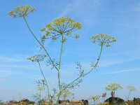 Anethum graveolens 20, Dille, Saxifraga-Ed Stikvoort : dille Sint Laurens