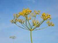 Anethum graveolens 21, Dille, Saxifraga-Ed Stikvoort : dille Sint-Laurens 2e x