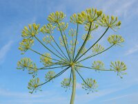 Anethum graveolens 22, Dille, Saxifraga-Ed Stikvoort : dille Sint Laurens