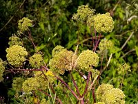 Angelica archangelica 39, Grote engelwortel, Saxifraga-Bart Vastenhouw