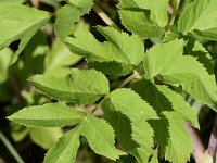 Angelica archangelica 41, Grote engelwortel, Saxifraga-Sonja Bouwman