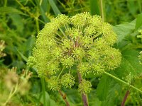 Angelica archangelica 42, Grote engelwortel, Saxifraga-Hans Grotenhuis