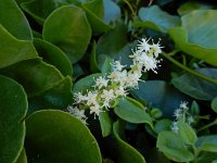 Anredera cordifolia