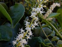 Anredera cordifolia 3, Saxifraga-Ed Stikvoort