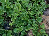 Anredera cordifolia 4, Saxifraga-Ed Stikvoort