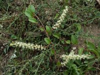 Anredera cordifolia 6, Saxifraga-Ed Stikvoort