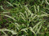 Anredera cordifolia 7, Saxifraga-Ed Stikvoort