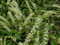 Anredera cordifolia 8, Saxifraga-Ed Stikvoort