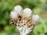 Antennaria carpatica 6, Saxifraga-Sonja Bouwman  Carpathian pussytoes - Antennaria carpatica - Asteraceae familie; Alp Trider (Zw)