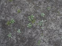 Antennaria dioica 64, Rozenkransje, Saxifraga-Mark Zekhuis