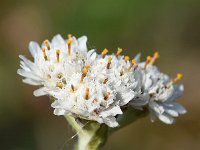 Antennaria dioica 72, Rozenkransje, Saxifraga-Sonja Bouwman  875. Rozenkransje - Antennaria dioica - Asteraceae familie (i)