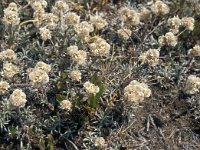 Antennaria dioica 75, Rozenkransje, Saxifraga-Jan van der Straaten