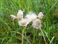 Antennaria dioica 76, Rozenkransje, Saxifraga-Hans Grotenhuis