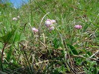 Antennaria dioica 79, Rozenkransje, Saxifraga-Hans Grotenhuis