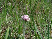 Antennaria dioica 80, Rozenkransje, Saxifraga-Hans Grotenhuis