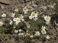 Anthemis carpatica