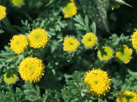 Anthemis rigida 18, Saxifraga-Jan van der Straaten