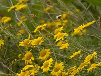 Anthemis tinctoria 23, Gele kamille, Saxifrage-Jan Nijendijk