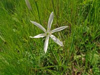 Anthericum liliago, St Bernards Lily