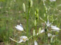 Anthericum liliago 17, Grote graslelie, Saxifraga-Rutger Barendse