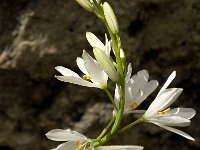 Anthericum liliago 7, Grote graslelie, Saxifraga-Jan van der Straaten