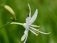 Anthericum ramosum 26, Saxifraga-Sonja Bouwman,  Vertakte graslelie - Anthericum ramosum - Asparagaceae familie