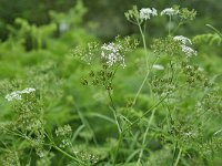 Anthriscus sylvestris 63, Fluitenkruid, Saxifraga-Tom Heijnen