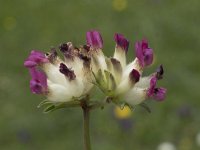 Anthyllis alpestris 4, Saxifraga-Willem van Kruijsbergen