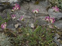 Anthyllis alpestris 9, Saxifraga-Willem van Kruijsbergen