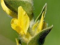 Anthyllis cytisoides 23, Saxifraga-Sonja Bouwman  Albaida - Anthyllis cytisoides - Fabaceae familie