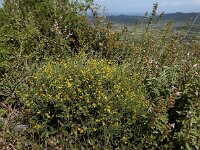 Anthyllis hermanniae