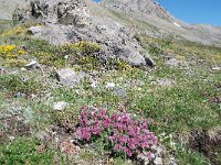 Anthyllis montana ssp montana 23, Saxifraga-Luuk Vermeer