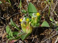 Anthyllis tetraphylla 21, Saxifraga-Hans Grotenhuis