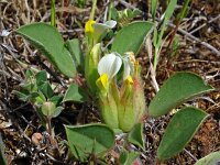 Anthyllis tetraphylla 23, Saxifraga-Hans Grotenhuis