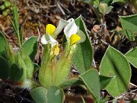 Anthyllis tetraphylla 24, Saxifraga-Hans Grotenhuis