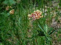 Anthyllis vulneraria ssp boissieri 2, Saxifraga-Ed Stikvoort