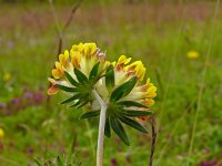 Anthyllis vulneraria 79, Wondklaver, Saxifraga-Hans Grotenhuis