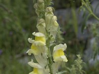 Antirrhinum braun-blanquetti