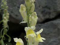 Antirrhinum braun-blanquetii 2, Saxifraga-Willem van Kruijsbergen