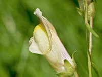 Antirrhinum braun-blanquetti 4, Saxifraga-Sonja Bouwman  Antirrhinum braun-blanquetti - Plantaginaceae familie