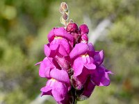 Antirrhinum majus ssp cirrhigerum 16, Saxifraga-Sonja Bouwman  Antirrhinum cirrhigerum, Antirrhinum majus ssp. cirrhigerum - Lamiaceae familie; Vale da Telha, Cabo de Sao Vicente (Pt)