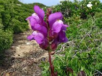 Anthirrinum majus ssp linkianum 19, Saxifraga-Hans Grotenhuis