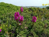 Anthirrinum majus ssp linkianum 21, Saxifraga-Hans Grotenhuis