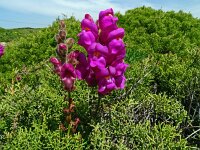 Anthirrinum majus ssp linkianum 22, Saxifraga-Hans Grotenhuis