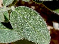 Antirrhinum mollissimum